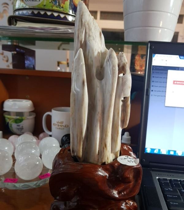 Gỗ hóa thạch M93